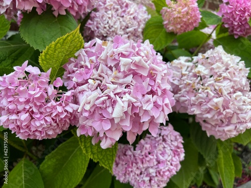 pink hydrangea flowers