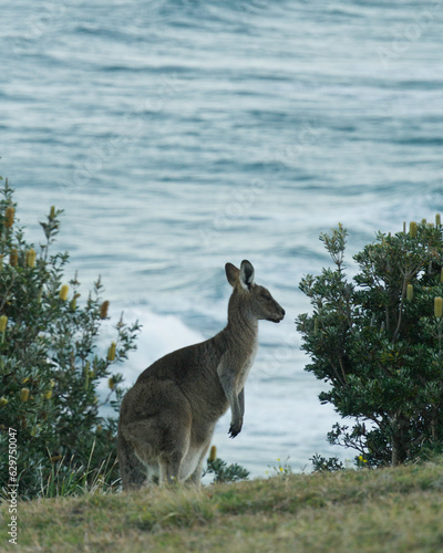 kangaroo in the wild
