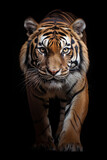 Tiger looking straight at the black background, in the style of dark