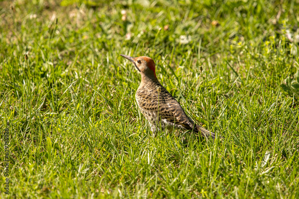 Northern Flicker in the grass eating ants Northern Flicker in the grass eating ants