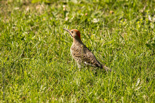 Northern Flicker in the grass eating ants © jamie
