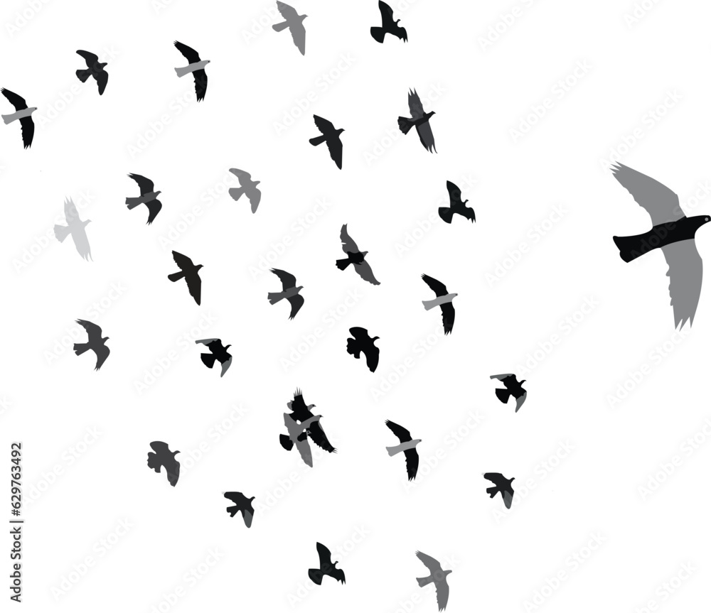 flock of birds in the open sky.Its like a grop of birds.beautiful animals grop.