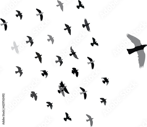 flock of birds in the open sky.Its like a grop of birds.beautiful animals grop.