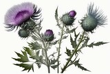 Isolated transparent purple thistle with asteraceae family. Generative AI