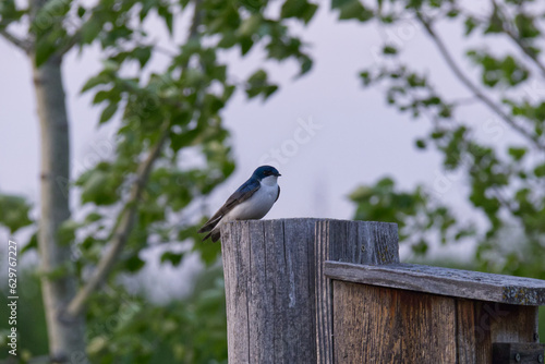 Tree Swallow on a Birdhouse