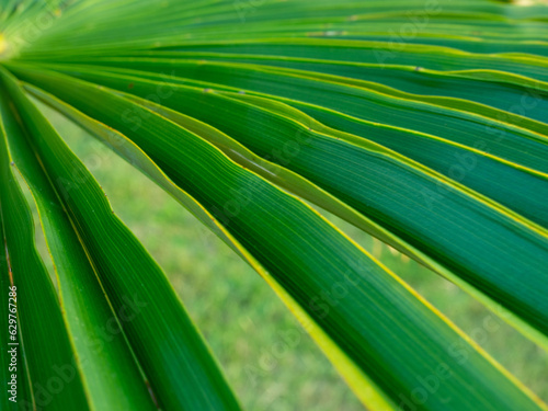 Brahea edulis. Palm leaves against the sky. Background from plants. Tropical concept. Sharp palm leaves. Rest in the south.