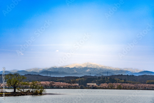 加賀地方の花見の名所・小松市の木場潟公園の桜と白山連峰