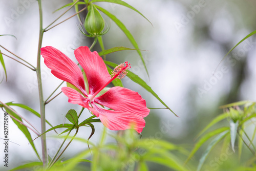 Hibiscus coccineus, the scarlet rosemallow, is a hardy Hibiscus species, also known as Texas star, brilliant hibiscus and scarlet hibiscus. red petals photo