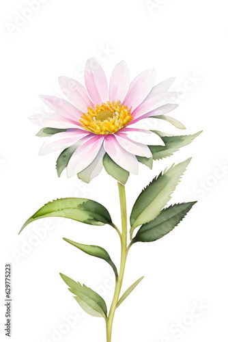 pink dahlia isolated on white background