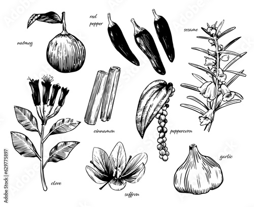 spice_linedrawing_1_ol