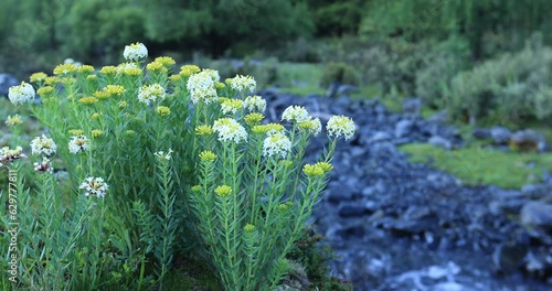 Stellera chamaejasme flowers blooming in high altitude mountains photo