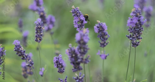 Bublebee flying from one purple flower to another, close up photo