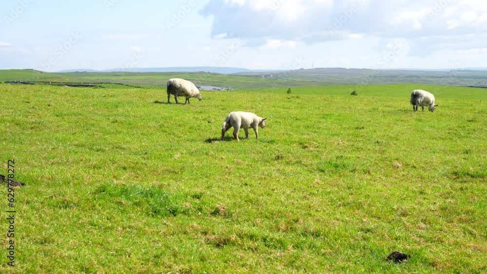 Rural Ireland scene with sheep grazing a vast green meadow in Cliffs of Moher Rural Ireland scene with sheep grazing a vast green meadow in Cliffs of Moher