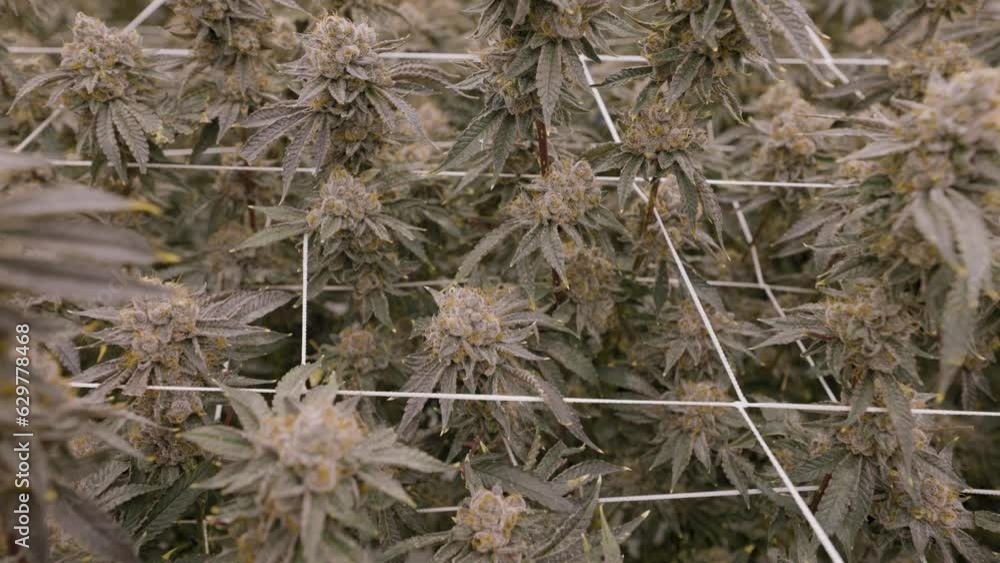 Tracking shot over plantation of Marijuana revealing massive Greenhouse farming, California Tracking shot over plantation of Marijuana revealing massive Greenhouse farming, California