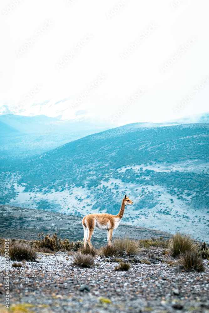 Vicuña en el volcán Chimborazo. Chimborazo - Ecuador Stock Photo ...