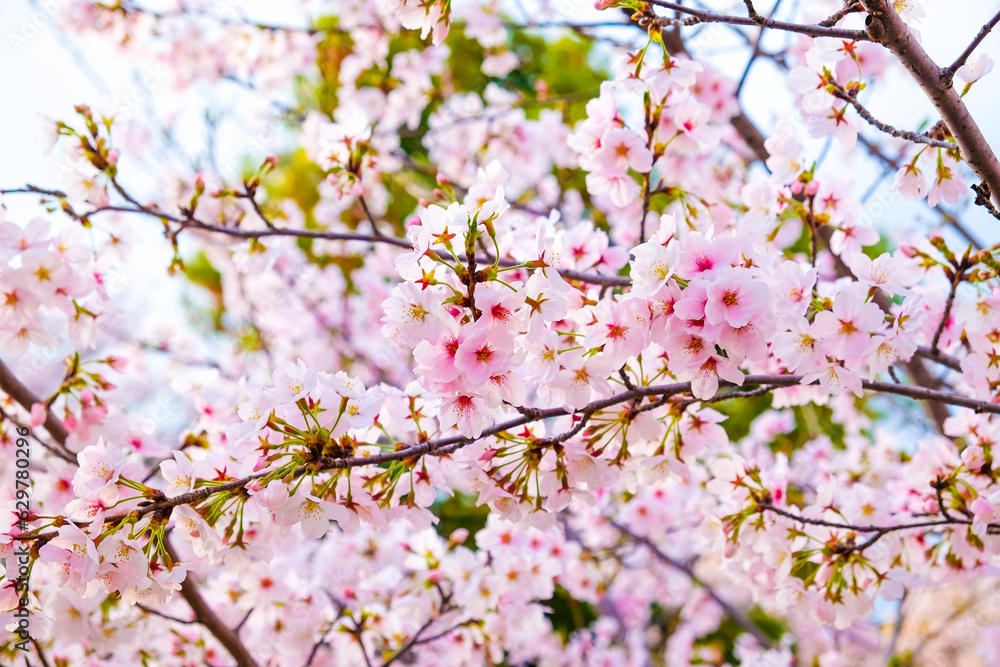 Japanese pink sakuraa blossom blooming flower on tree branch