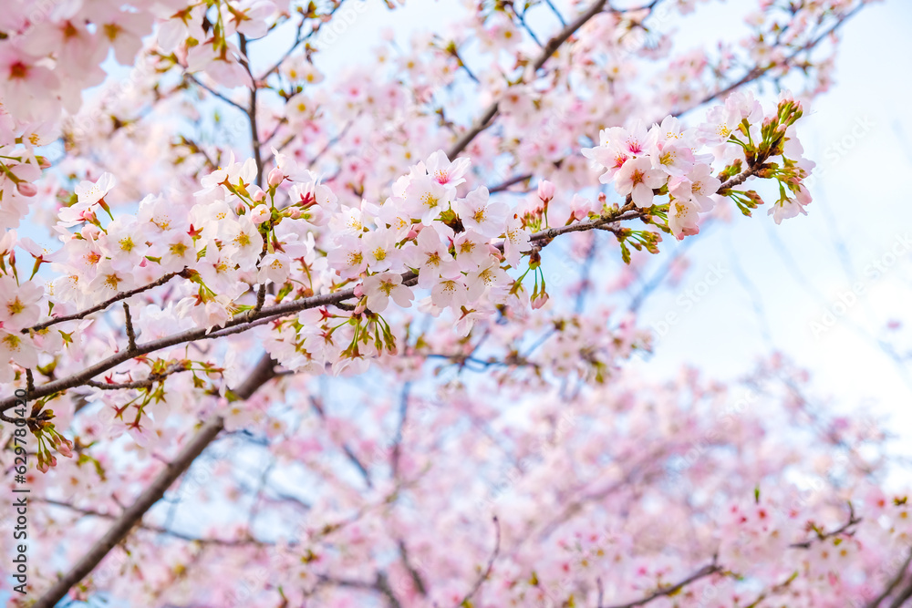 Japanese pink sakuraa blossom blooming flower on tree branch