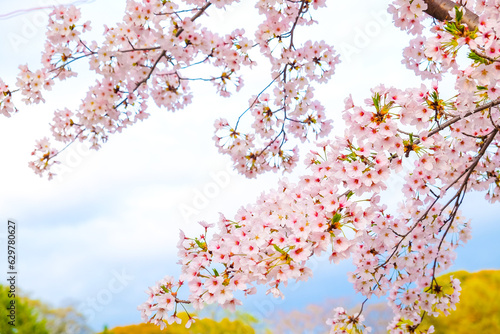 Japanese pink sakuraa blossom blooming flower on tree branch © themorningglory