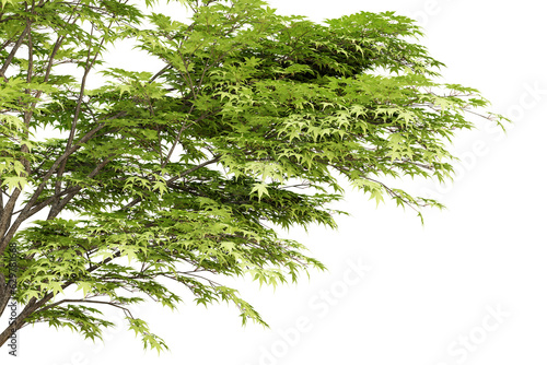 Green maple leaves frame on transparent background  3d render illustration.