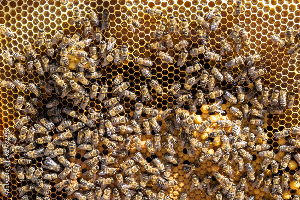 Abstract hexagon structure is honeycomb from bee hive filled Abstract hexagon structure is honeycomb from bee hive filled