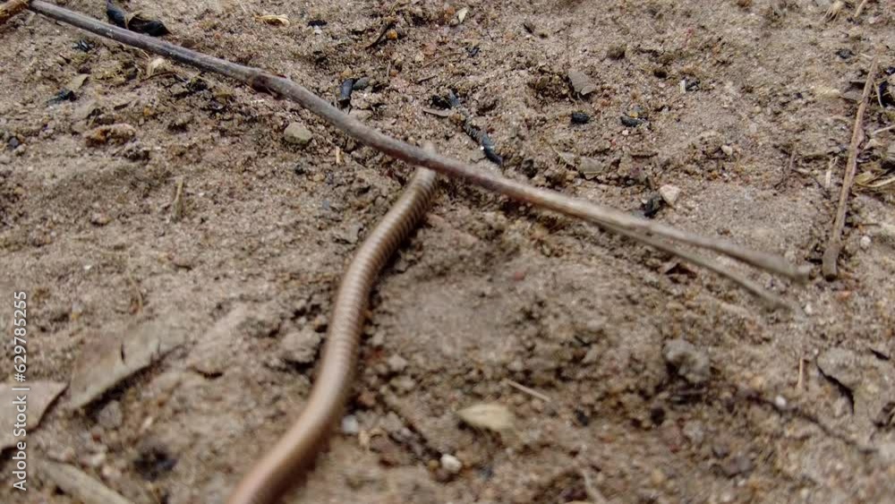 Centipede, giant African millipede (Archispirostreptus gigas) crawling under twig in Africa forest wildlife Centipede, giant African millipede (Archispirostreptus gigas) crawling under twig in Africa forest wildlife