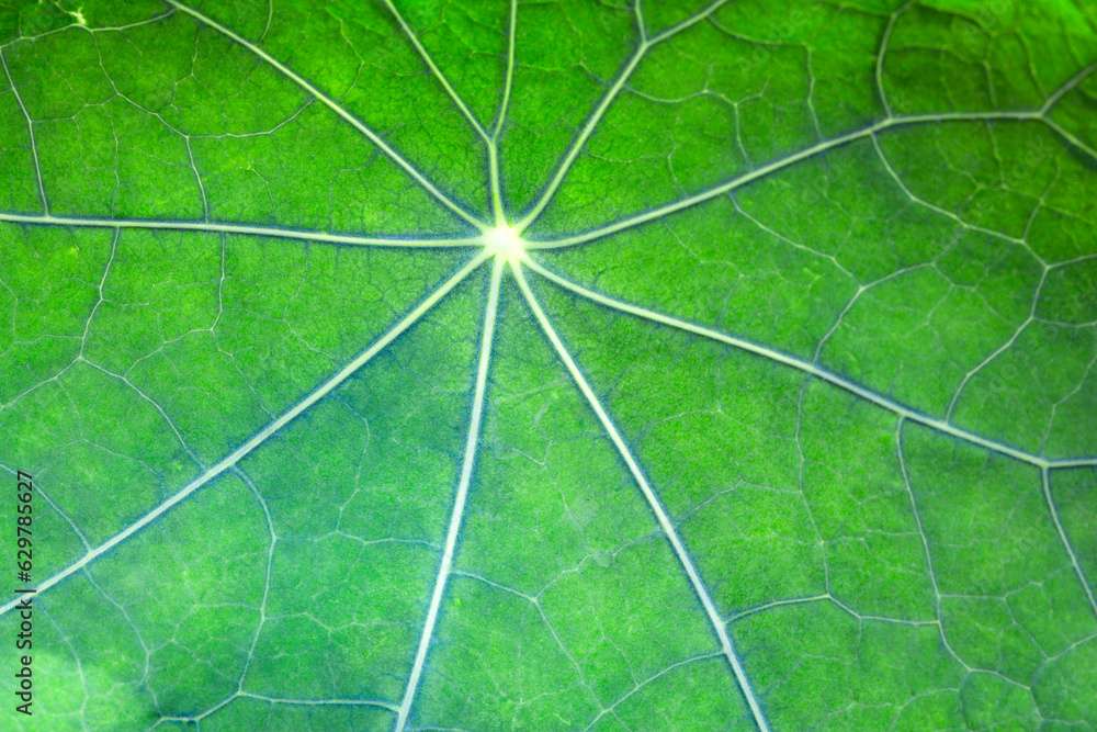 Texture of green nasturtium leaf. Natural background. macro photography...
Texture of green nasturtium leaf. Natural background. macro photography...