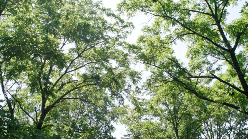 Slowly gliding under beautiful trees over head with a soft sun flare. Slowly gliding under beautiful trees over head with a soft sun flare.