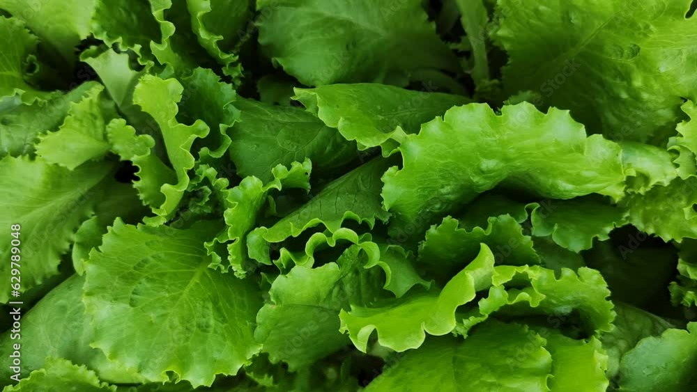 Green lettuce leaves in the garden. Growing organic products. Vegetables, food. Simple video. Green lettuce leaves in the garden. Growing organic products. Vegetables, food. Simple video.
