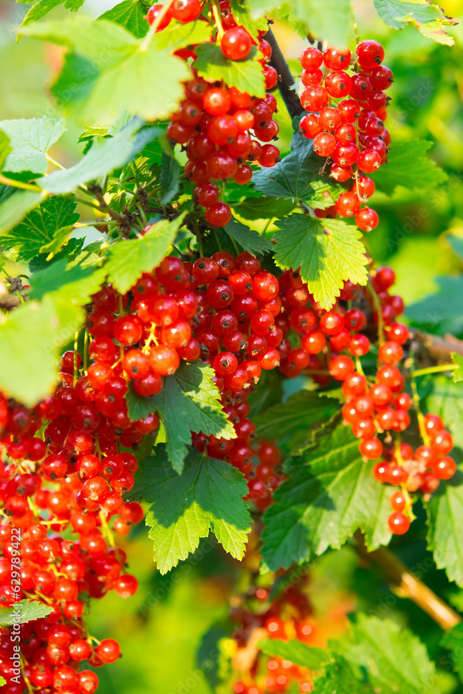on a green bush, ripe bunches of red currants,close-up on a green bush, ripe bunches of red currants,close-up