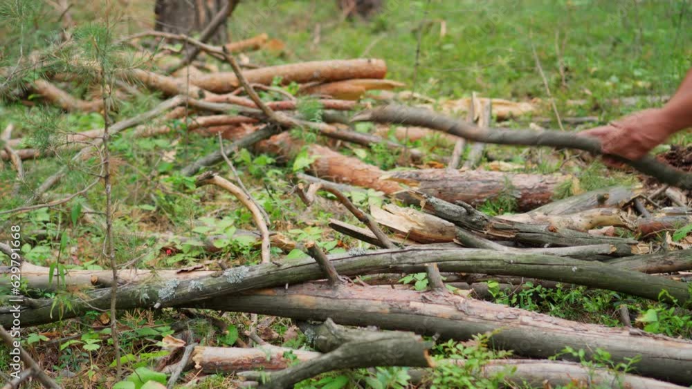 Collecting dry branches in the forest to heat the house. Firewood for heating the stove. Collecting dry branches in the forest to heat the house. Firewood for heating the stove.