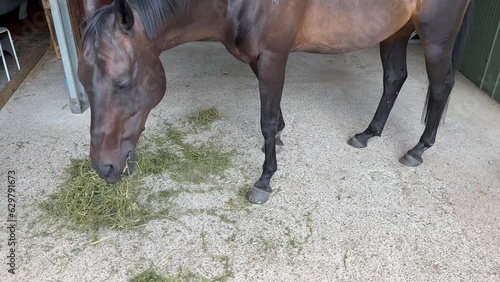 Close-up of Brown horse eating hay in Queensland, Australia photo