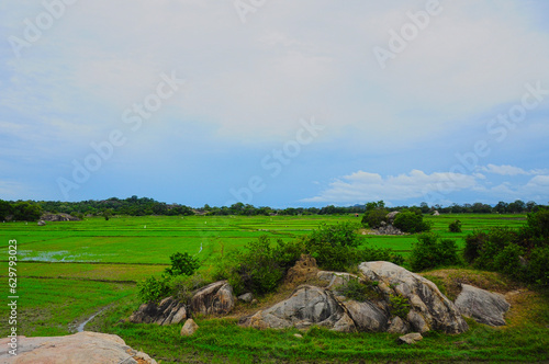 Paddy fields in Potuvil in Eastern Sri Lanka.