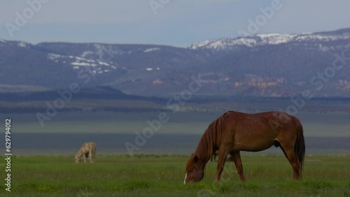 Wild mustang horses grazing in a green field during spring with Eastern Sierra Mountains in the background in California