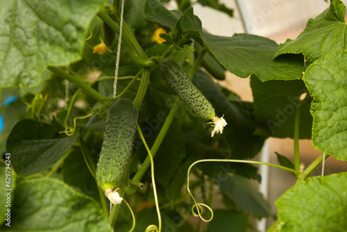 Young green cucumbers grow in a greenhouse. Organic growing of vegetables.