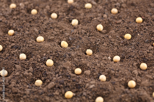 Soy bean seeds covering the soil