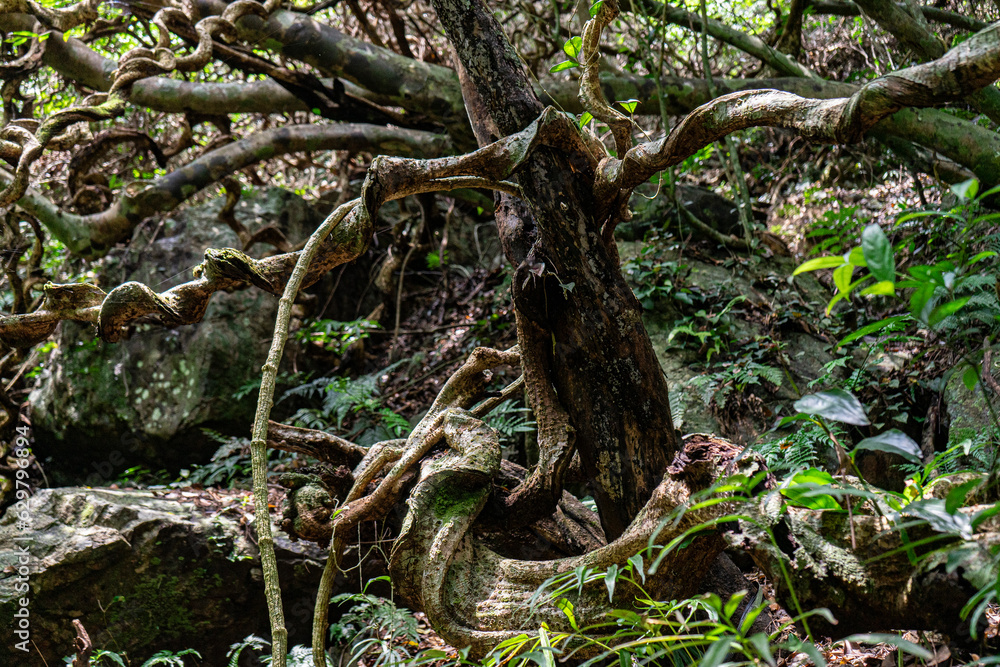 Naklejka premium 奄美の植物。モダマの幹。