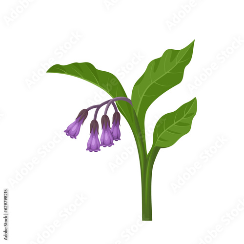 Fotografi Vector illustration, Comfrey or Symphytum officinale, isolated on white background