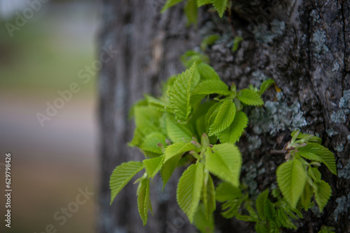 green leaf on a tree trunk