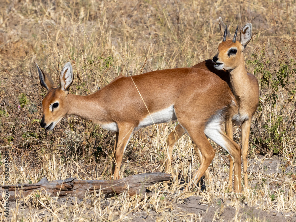 Ein Paar Steinböckchen in der Buschsavanne des Okavango Deltas Ein Paar Steinböckchen in der Buschsavanne des Okavango Deltas