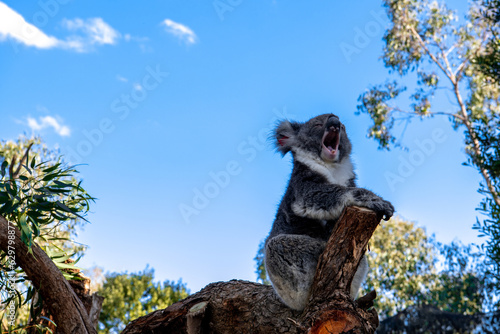 Yawning koala on a tree branch in Australia
