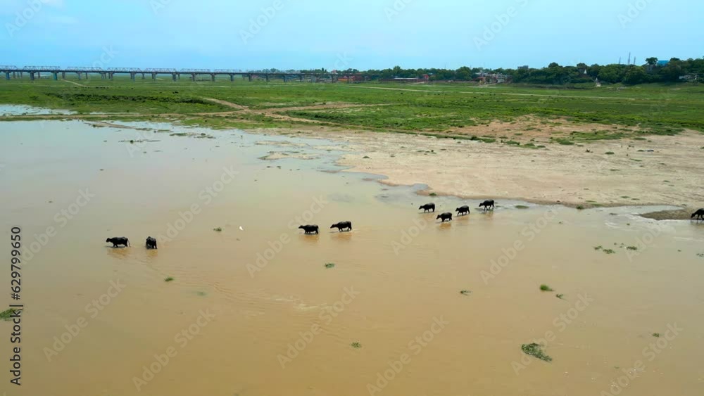 buffalos going to river for drink water buffalos going to river for drink water