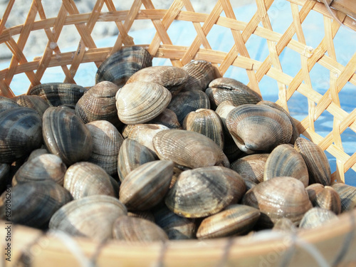 あさり　浅利　アサリ　clams　Ruditapes philippinarum

