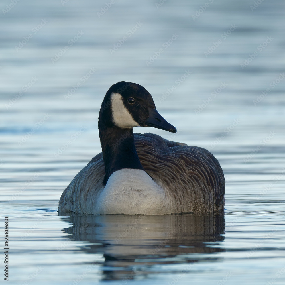 A Canada Goose in a blue lake on a beautiful morning A Canada Goose in a blue lake on a beautiful morning