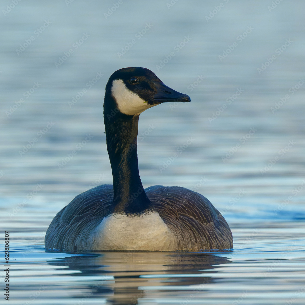 Fototapeta premium A Canada Goose in a blue lake on a beautiful morning