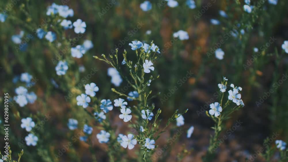 This stock video shows a field blooming with blue, delicate flax flowers. This video will decorate your projects related to nature, agriculture, oilseeds, flax, flowers, blooming fields. This stock video shows a field blooming with blue, delicate flax flowers. This video will decorate your projects related to nature, agriculture, oilseeds, flax, flowers, blooming fields.