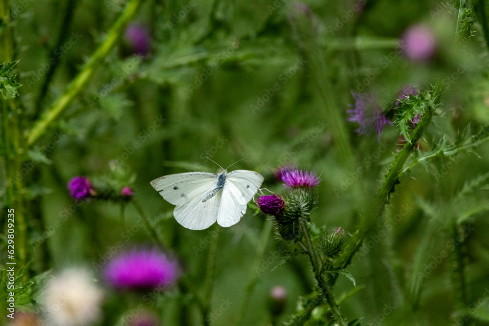 Naklejka premium Kleiner Kohlweißling (Pieris rapae) 