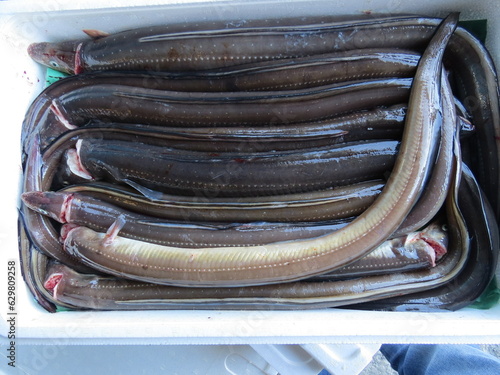 Fotografie アナゴ　あなご　穴子　conger eel　sushi japanesefood　Conger myriaster