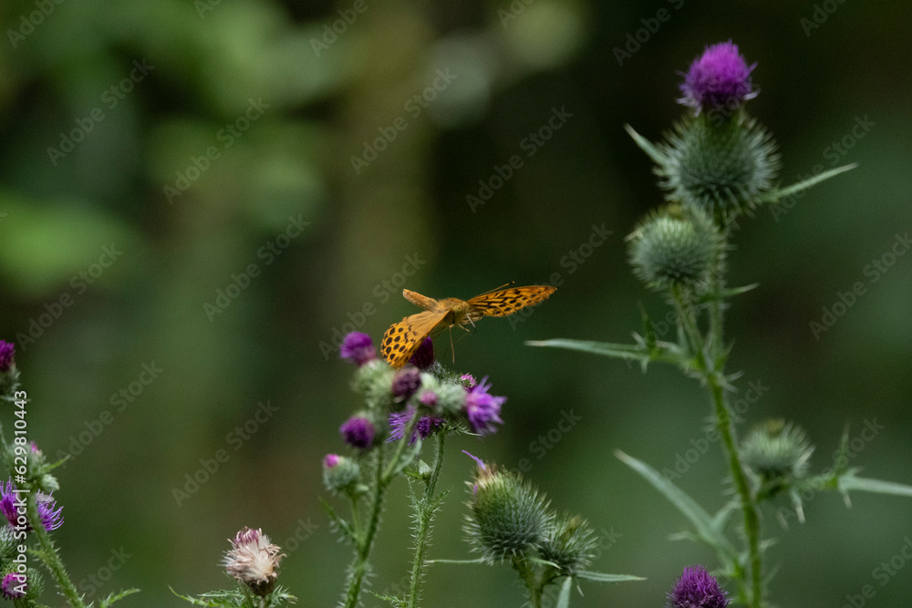 Kaisermantel oder Silberstrich (Argynnis paphia) Kaisermantel oder Silberstrich (Argynnis paphia)