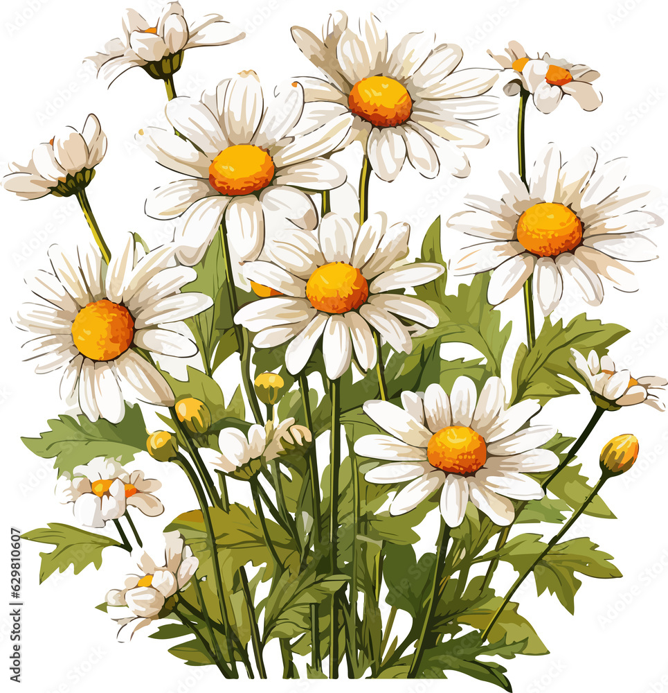 Fototapeta premium Daisies flowers watercolor on Transparent Background, illustration