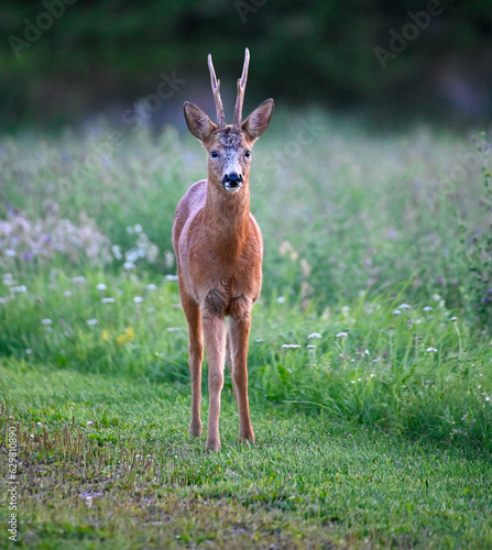 Roe deer in green field late in the evening